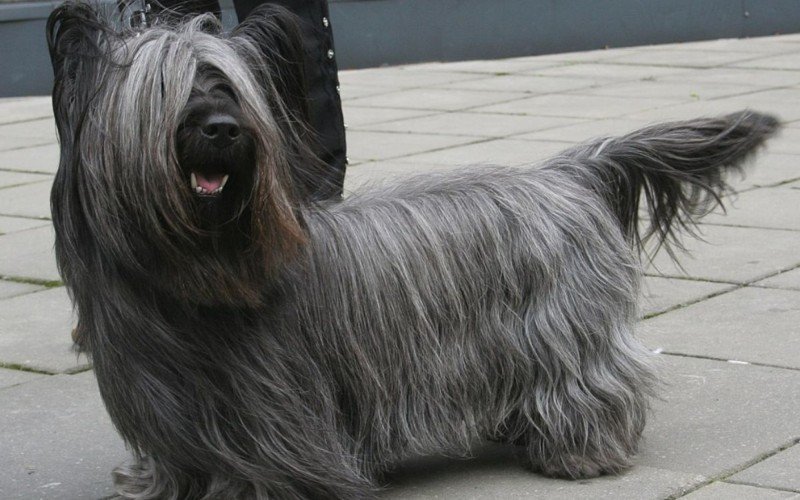 Skye Terrier é uma das raças escocesas mais antigas | abc+