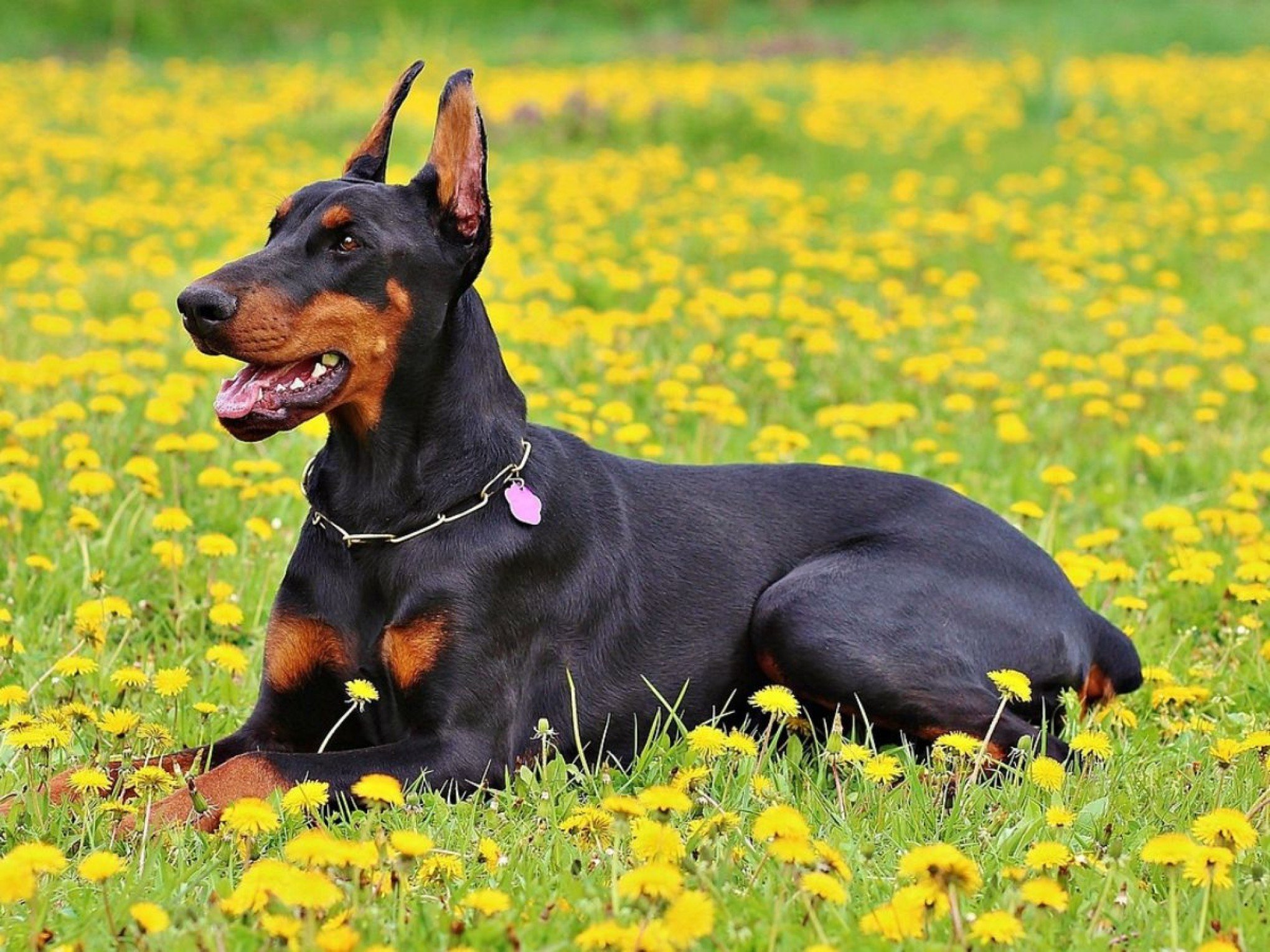 Cachorro de polícia ou de família? Veja 5 curiosidades sobre a raça dobermann