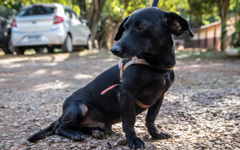 Mais de 400 animais resgatados aguardam por um lar em São Leopoldo; Veja como adotar