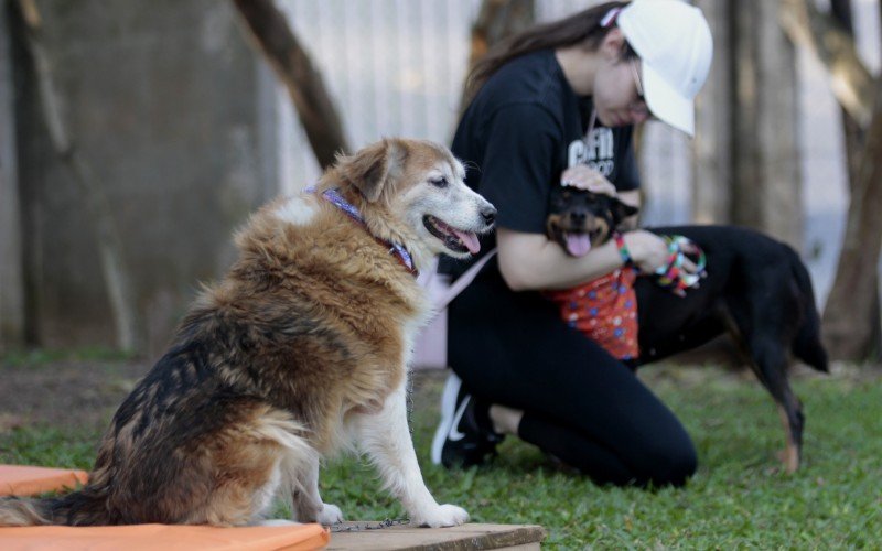 Mais de 600 animais aguardam por um novo lar na sede da Secretaria de Bem-Estar Animal