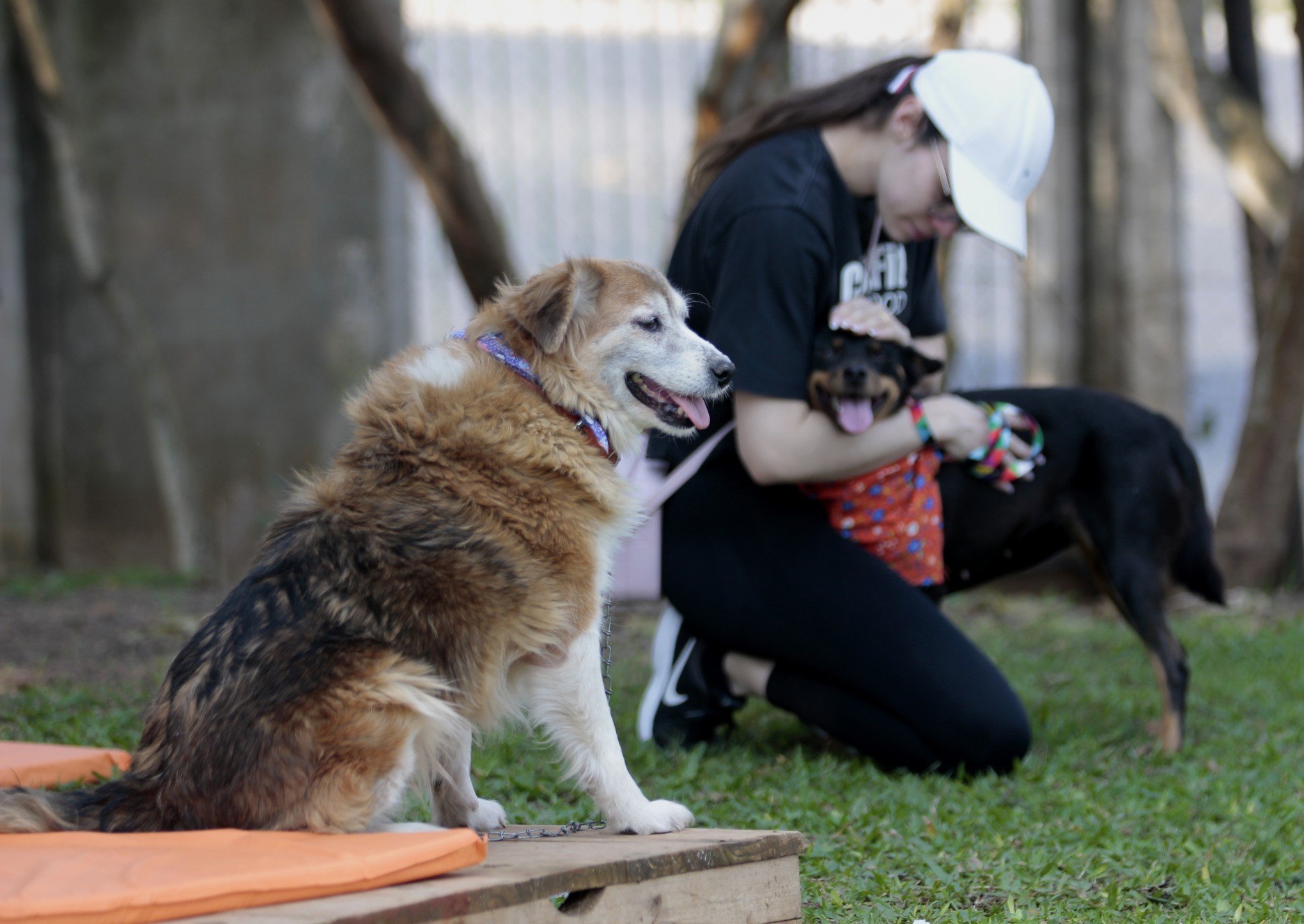 Feira de adoção de animais acontece neste sábado (28) em Canoas