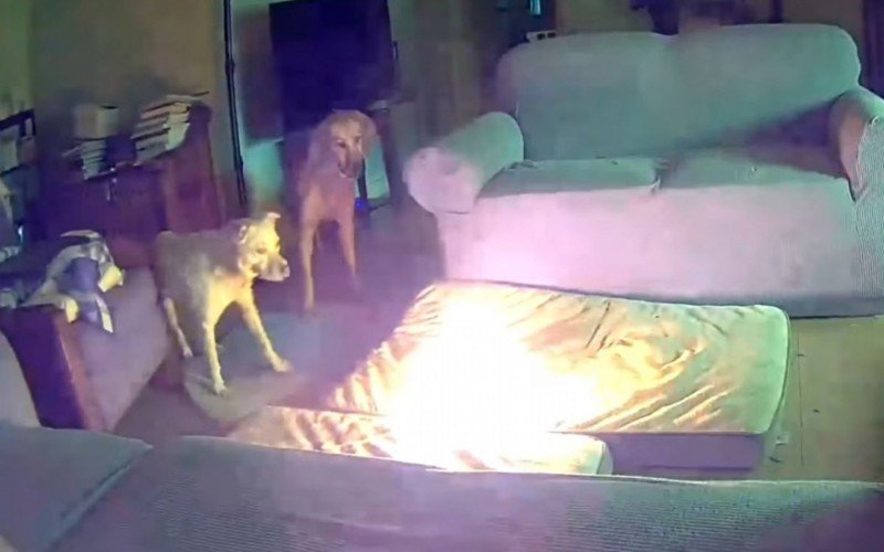 No vídeo, é possível ver momento em que cão causa incêndio na casa e a reação de todos os pets | abc+