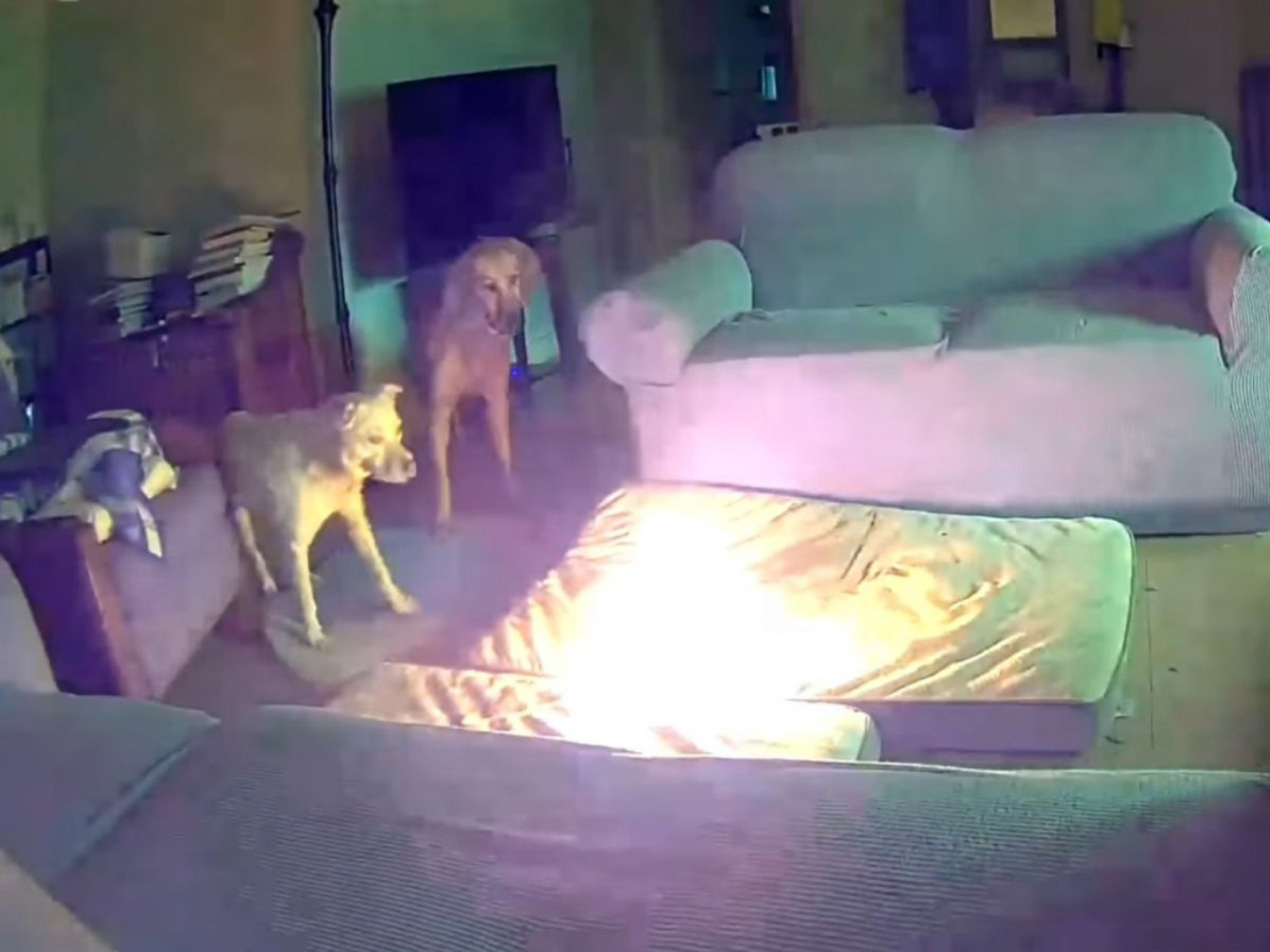 VÍDEO: Cachorro faz bateria de lítio explodir e incendiar casa; reação dos pets chama atenção