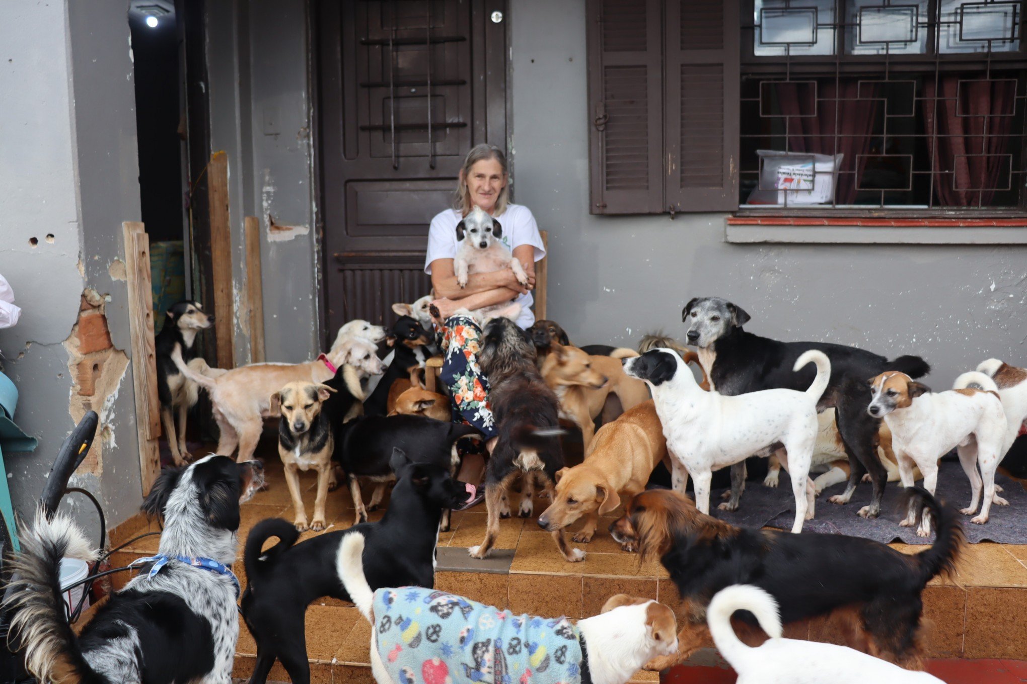 Abrigo de animais faz campanha por novo lar para acomodar 150 cachorros resgatados; saiba como ajudar