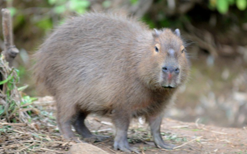 Capivara entra para a Calçada da Fauna do Gramadozoo
