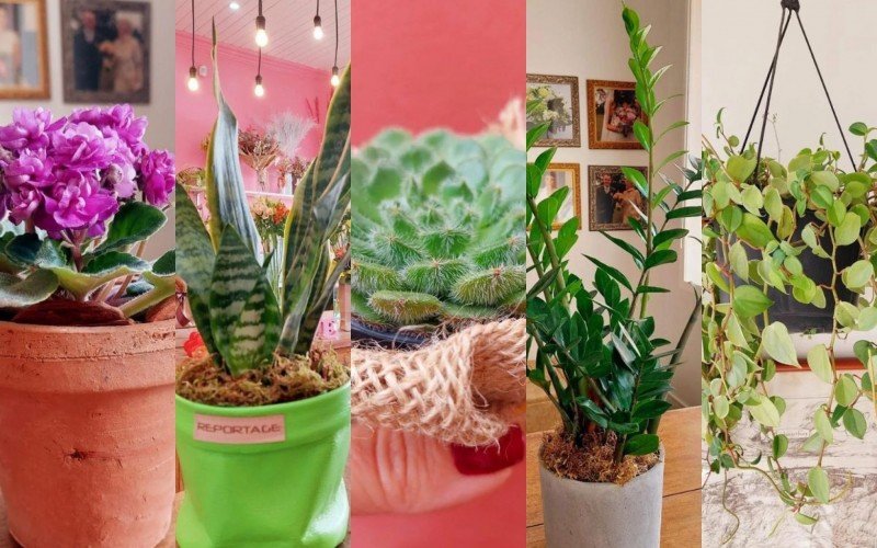 Plantas para ambientes internos que embelezam a casa durante o inverno | abc+