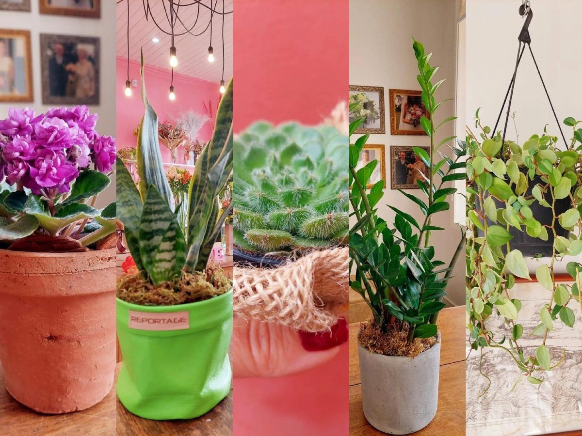 JARDIM: 5 plantas para ambientes internos; transforme sua casa com estas opções