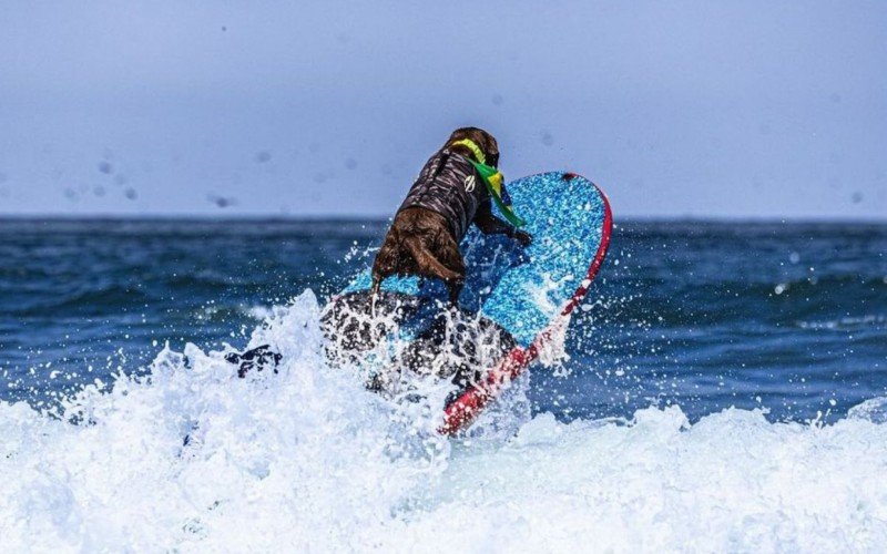 Cacau ganhou o Campeonato Mundial de Surfe para Cachorros de 2024