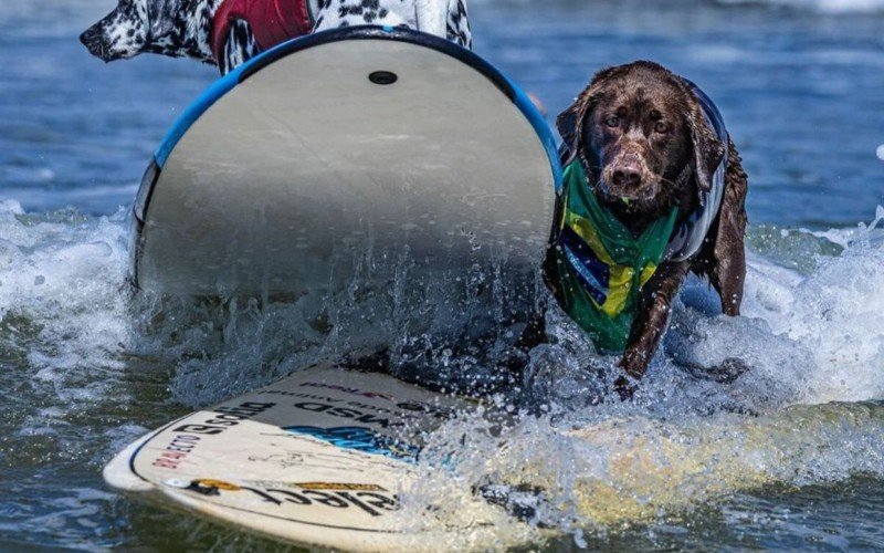 Cacau ganhou o Campeonato Mundial de Surfe para Cachorros de 2024