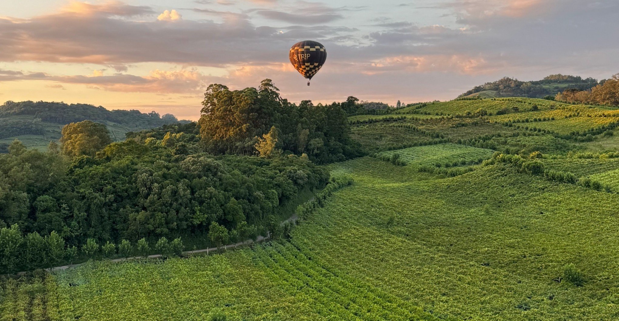 NOVIDADE: Vale dos Vinhedos ganha nova experiência com parreiras de uvas vistas do céu