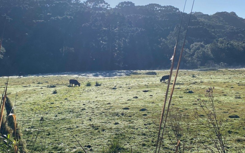 Geada em Canela, nesta terça-feira, 13 de agosto