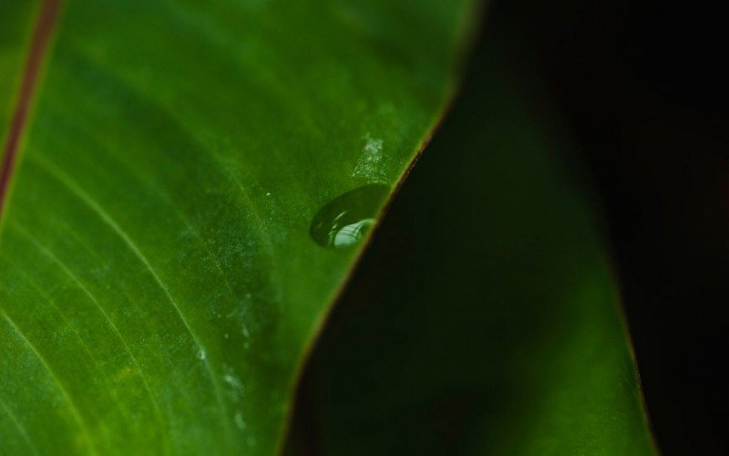 Mais de 200 plantas tiveram as nomenclaturas modificadas  | abc+