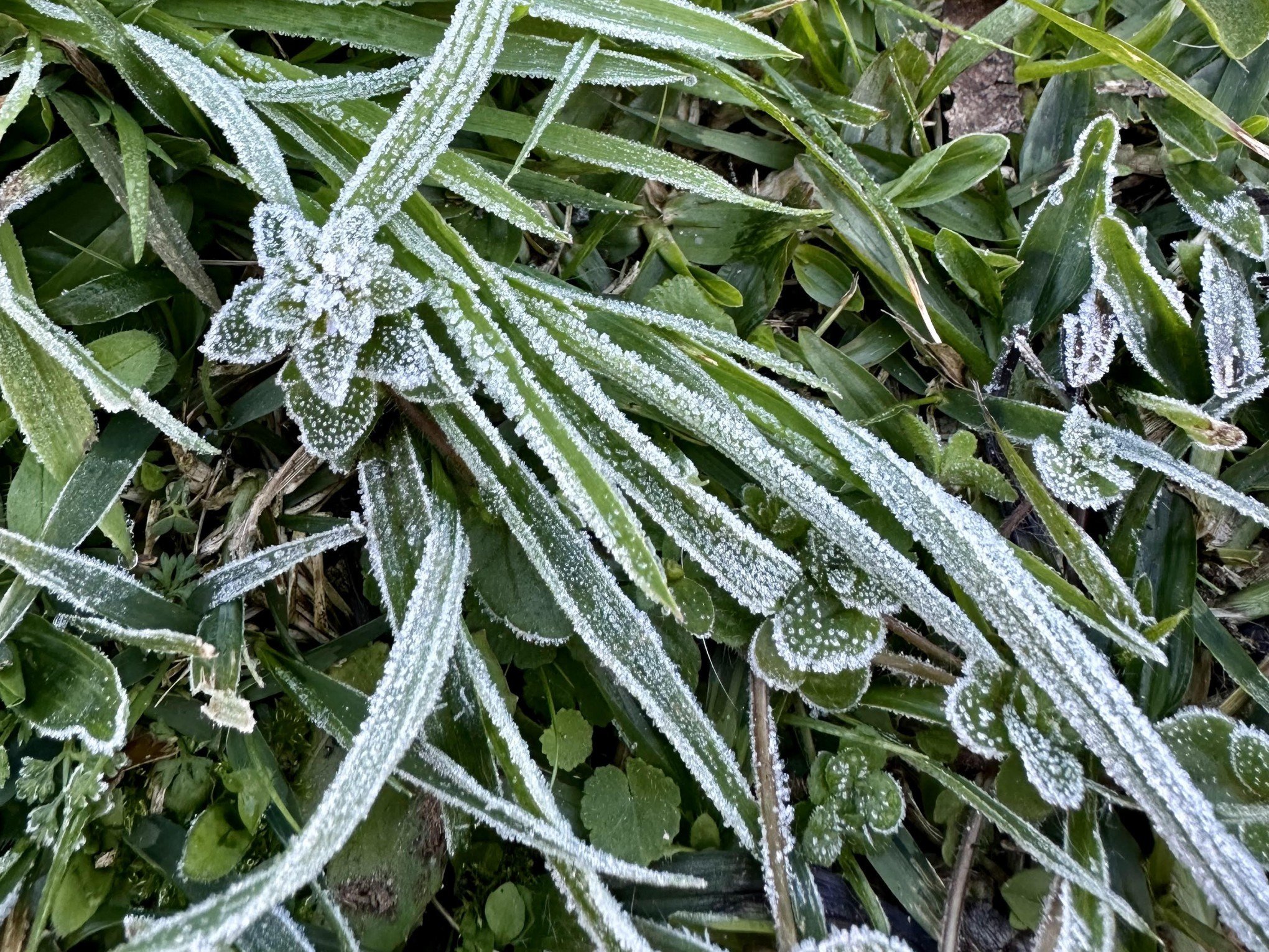 Clima invernal com geada será registrado no RS nos próximos dias