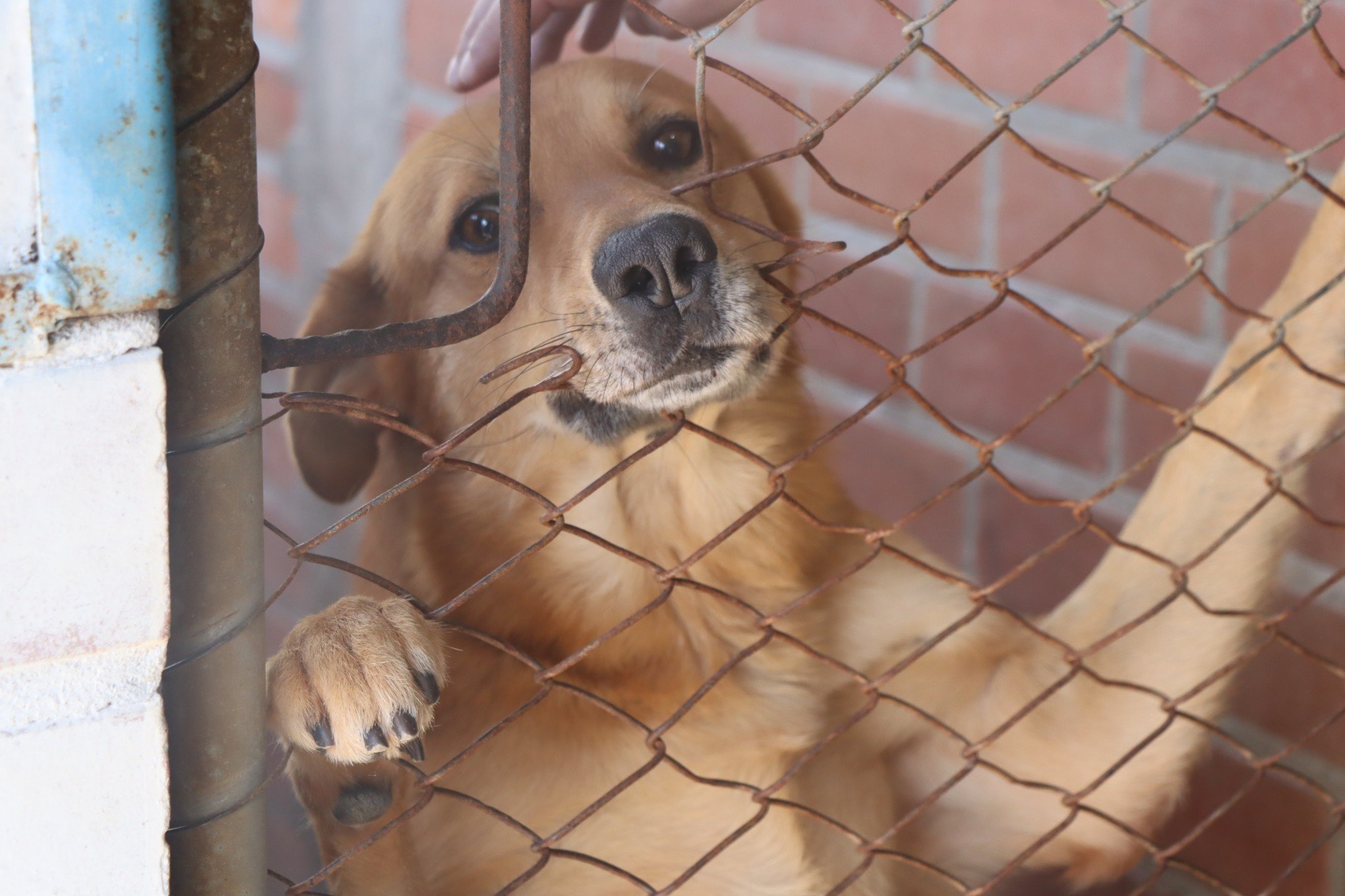 Lei permite trocar alimentos do ingresso solidário por ração para a causa animal em eventos de Novo Hamburgo
