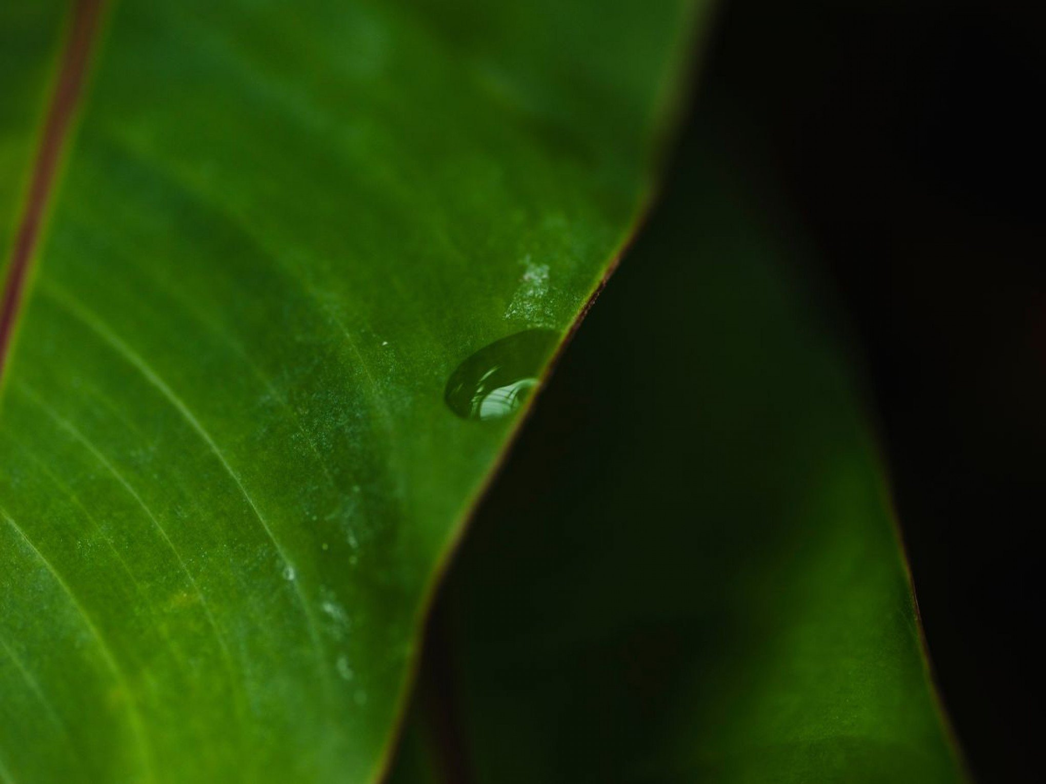 Mais de 200 nomes de espécies de plantas são modificados por usarem termo racista