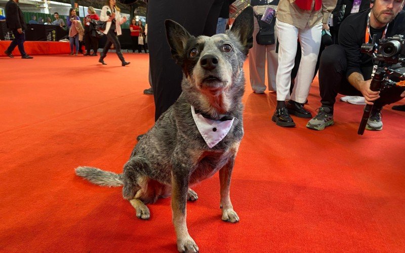 Cadelinha Texas entra para a história do Festival de Cinema como a primeira pet