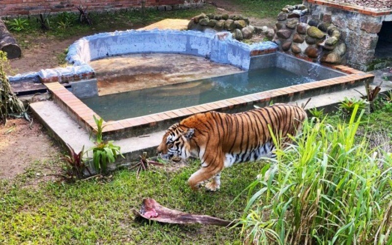 Tigre siberiano no Zoológico de Sapucaia do Sul  | abc+