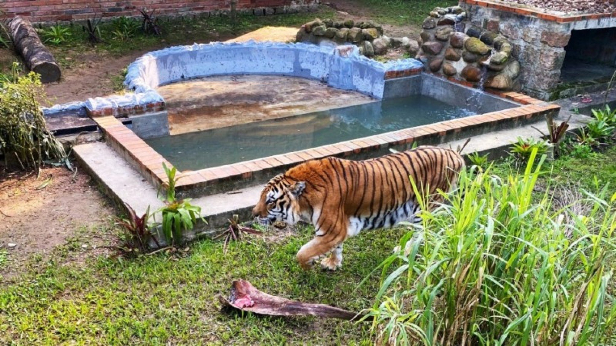 Com piscina e reforma, tigre siberiano ganha casa nova no Zoológico de Sapucaia do Sul