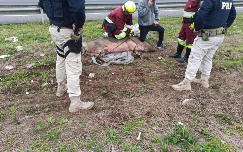 Porco resgatado na free way em Porto Alegre  | abc+