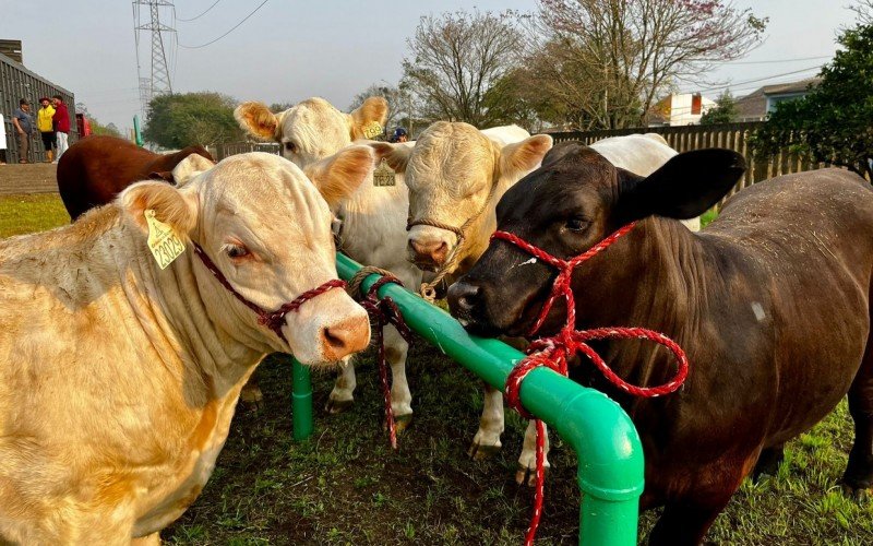 Animais começaram a chegar ao Parque Assis Brasil na manhã desta segunda-feira (19) 