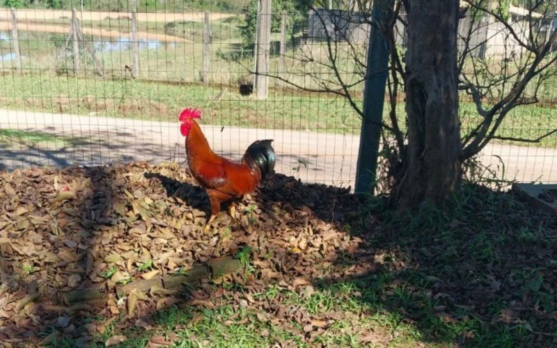 "Olha que legal, tem uma galinha no nosso quintal' é projeto da escola D.Pedro I, de Campo Bom