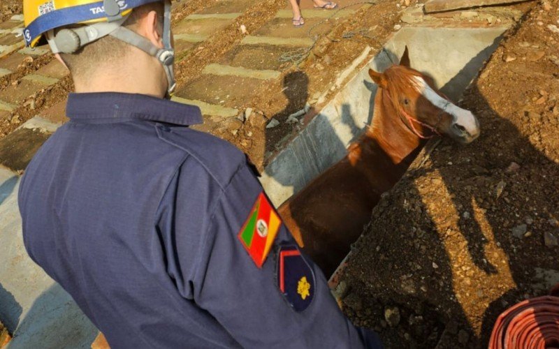 Cavalo foge e cai dentro de sepultura em cemitério do Vale do Sinos | abc+