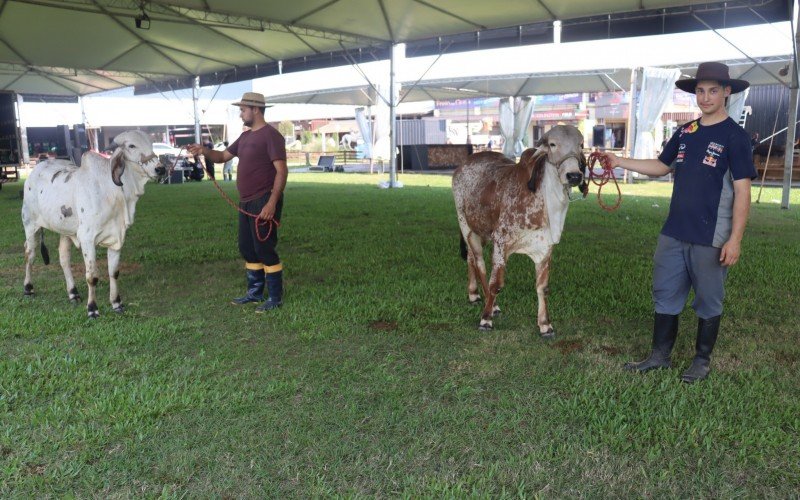 Eduardo conduzindo animal ontem no parque em Esteio