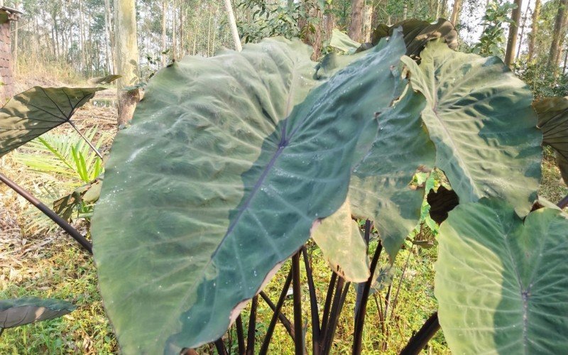 Colocasia Crocodile Leather