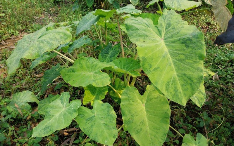 Colocasia Limeade