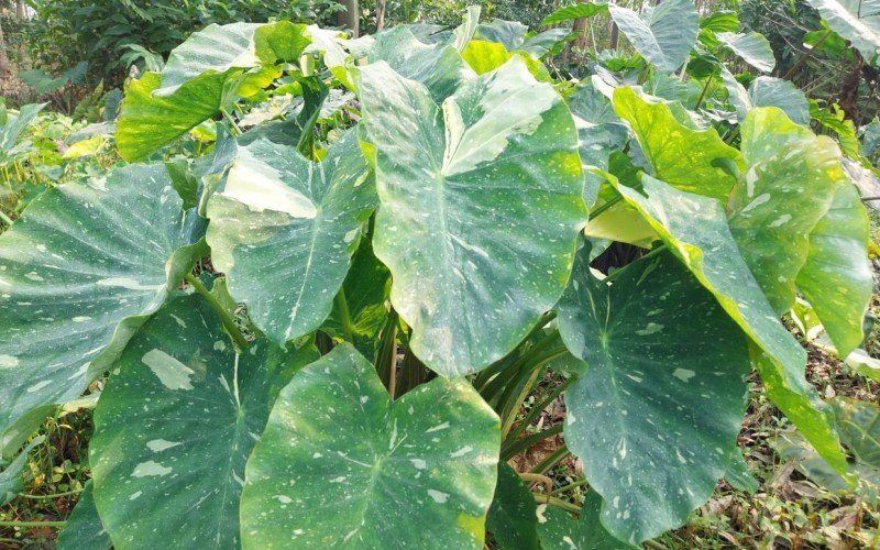 Colocasia Elepaio | abc+