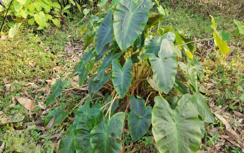 Colocasia  Aloha