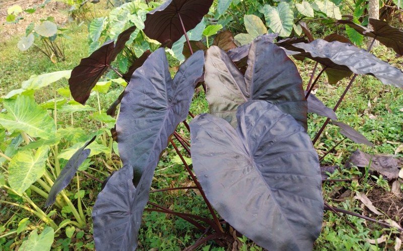 Colocasia  Diamond Head | abc+