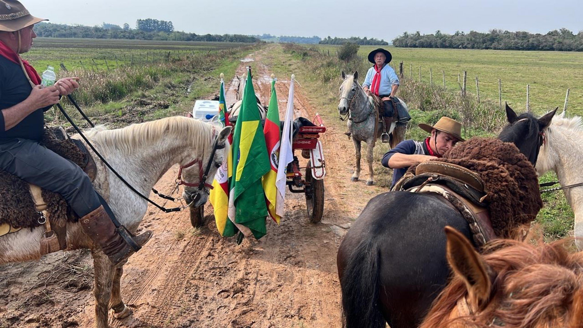 Cavalos morrem intoxicados com planta durante a condução da Chama Crioula; erva pode matar em menos de 24h