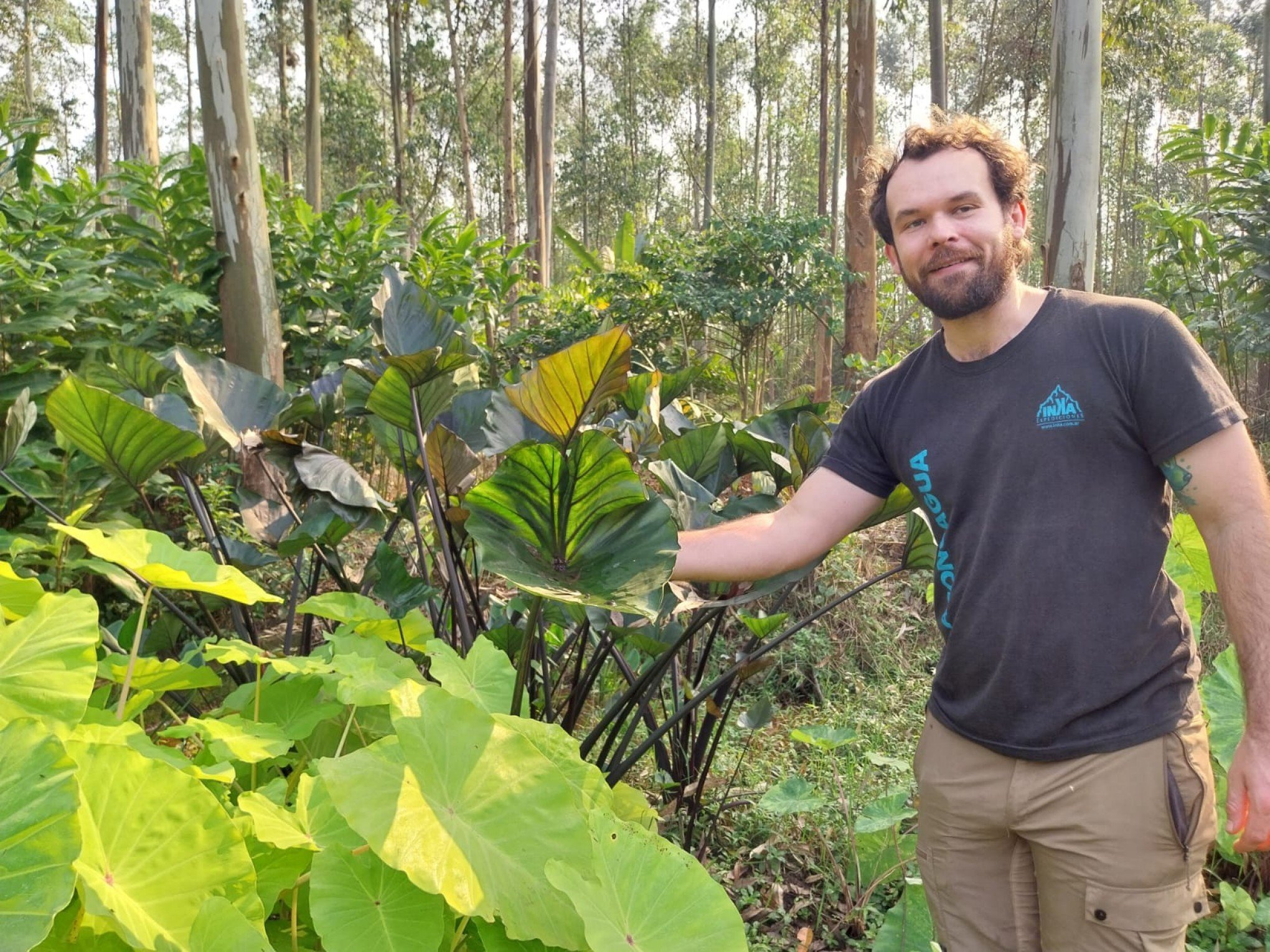 JARDIM: Encante-se com a planta tropical com folhas em forma de coração