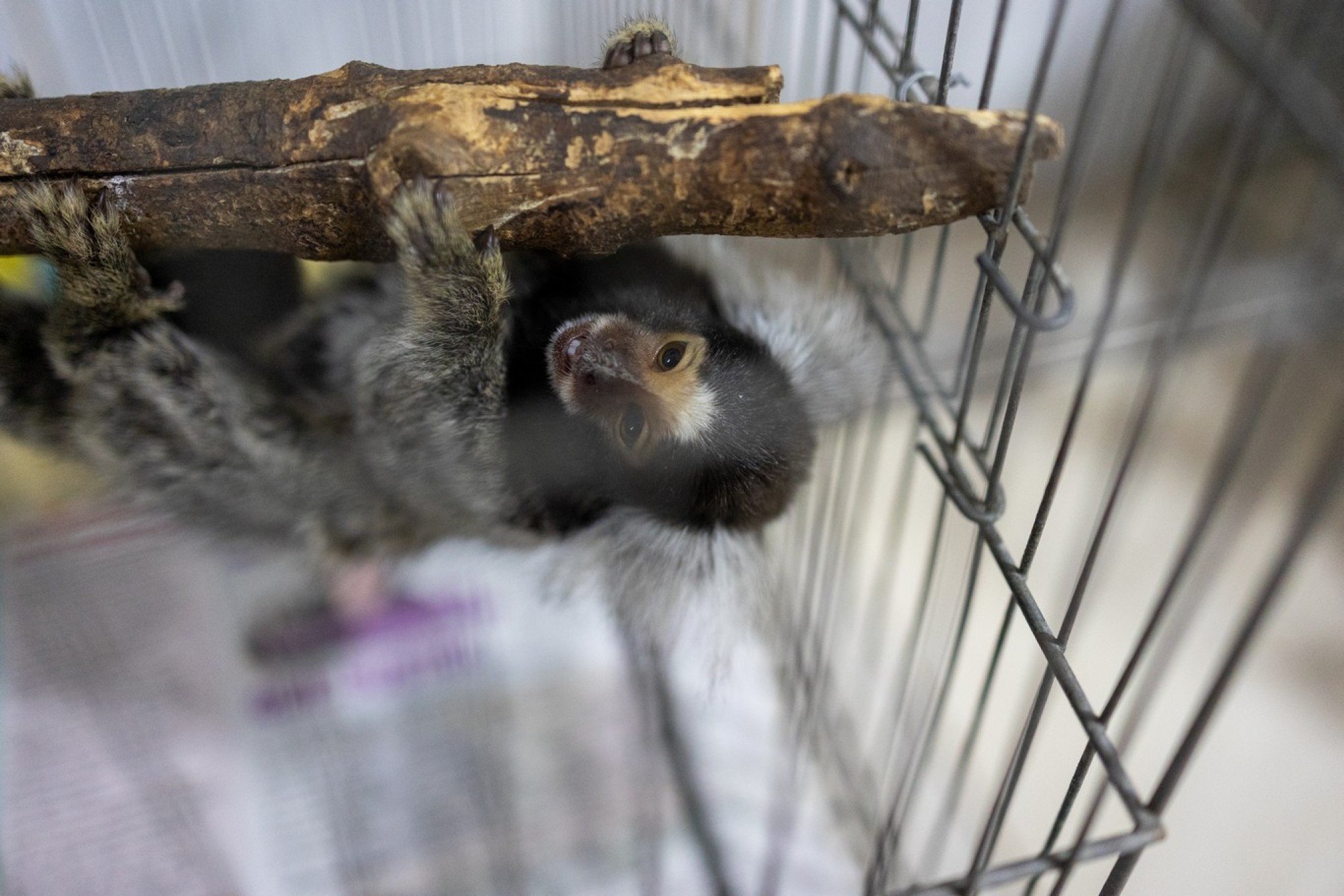 MiniZoo de Canoas reforça pedido de doação de jornais