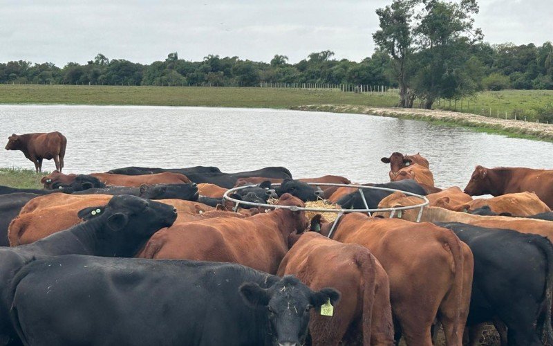 Instalação de comedouros com feno é estratégia para a engorda dos animais na Estância da Gruta | abc+