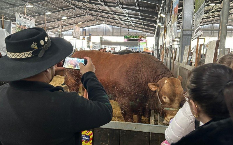 Hudson é um touro da raça francesa Limousin, da Fazenda Boa Esperança, de Cachoeira do Sul | abc+