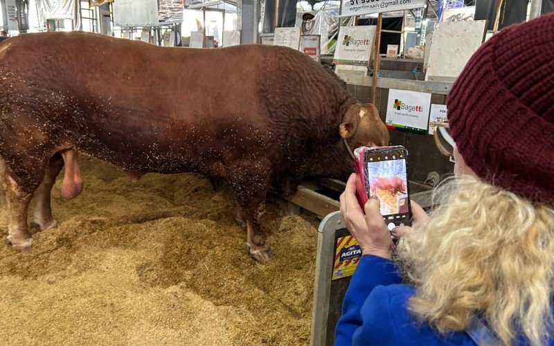 Hudson é um touro da raça francesa Limousin, da Fazenda Boa Esperança, de Cachoeira do Sul | abc+