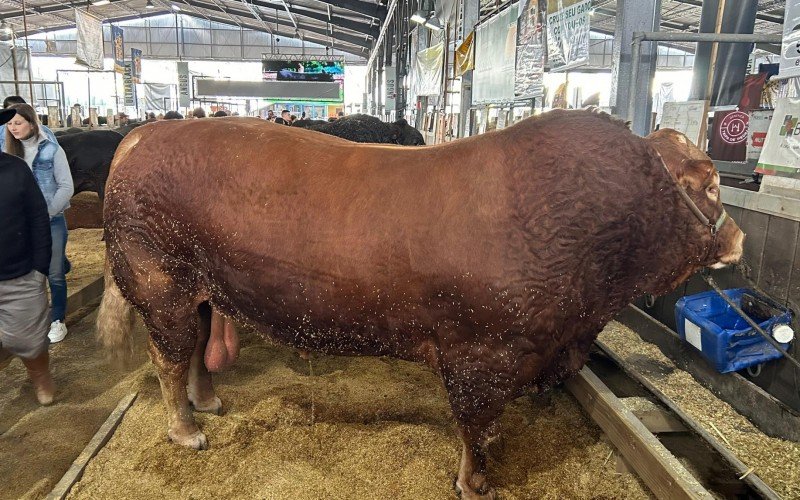 Hudson é um touro da raça francesa Limousin, da Fazenda Boa Esperança, de Cachoeira do Sul | abc+