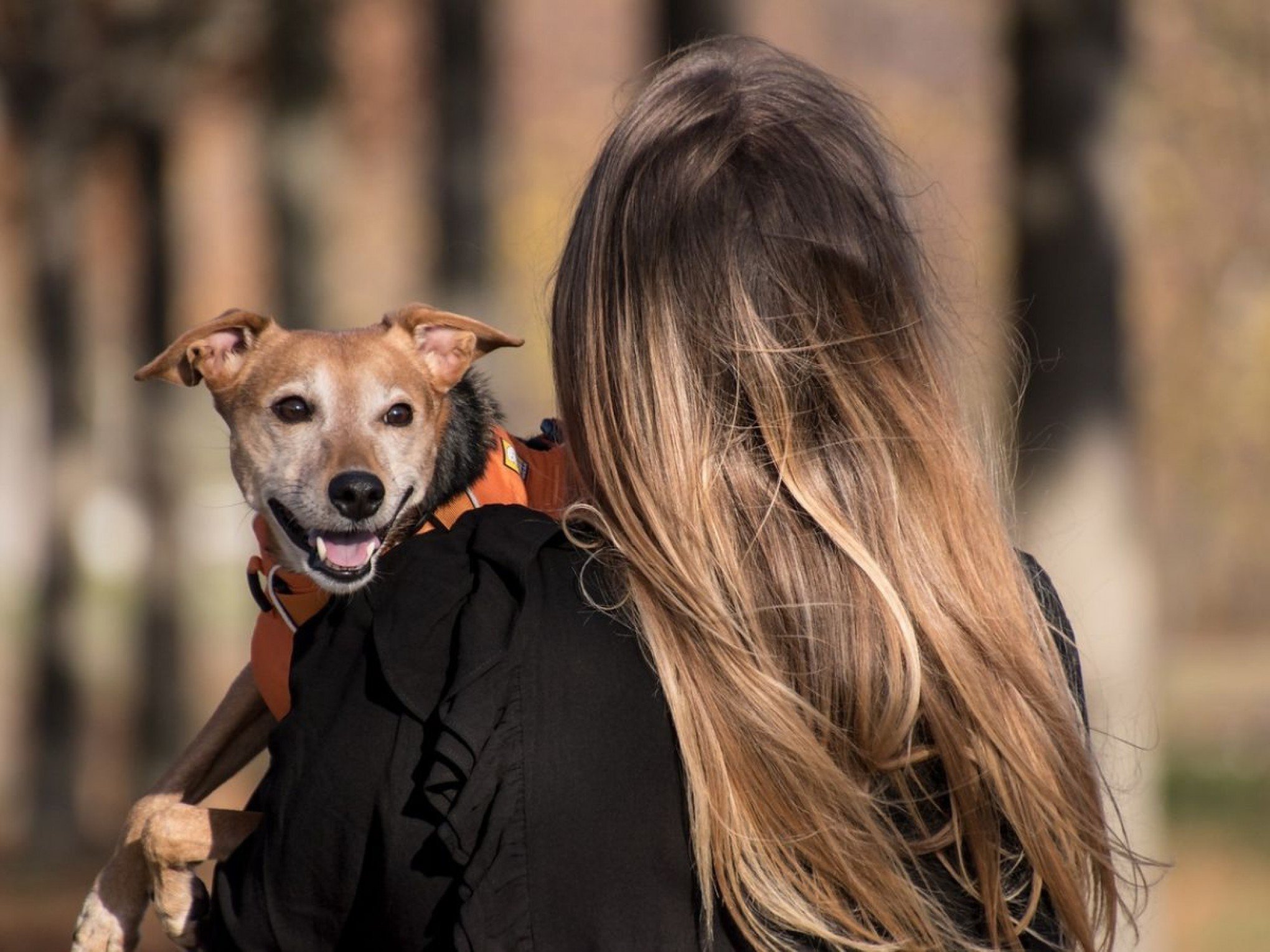 Conexão intensa com cachorros pode impactar na saúde mental, diz pesquisa