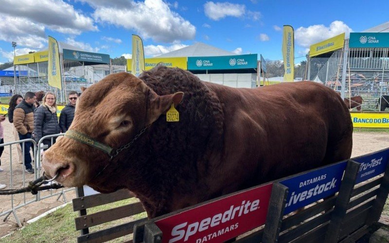 Hudson é o animal mais pesado da Expointer 2024 | abc+