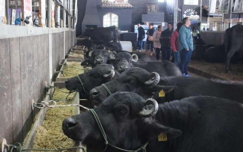 Criação de búfalos ganha destaque entre entre pecuaristas gaúchos | abc+