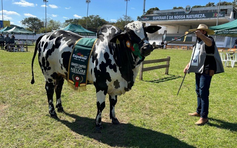 Touro Brahdo: Macho campeão da Nelore pelagens | abc+