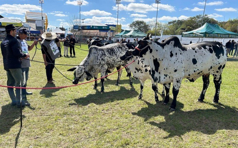 Vaca Vaidosa: Fêmea campeã da Nelore pelagens | abc+