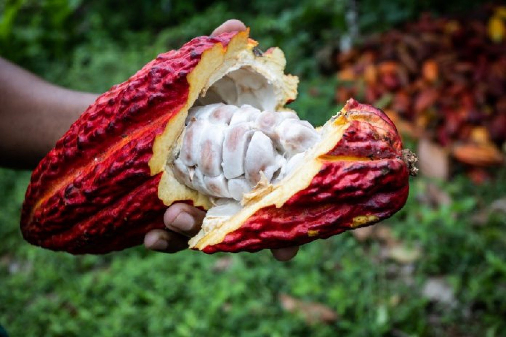 Chocolate vai ficar mais caro e alta pode impactar até a próxima Páscoa