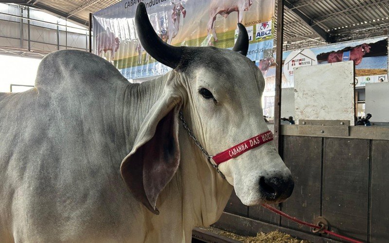 Cabanha de Gramado conquista feito inédito com vaca na raça Indubrasil