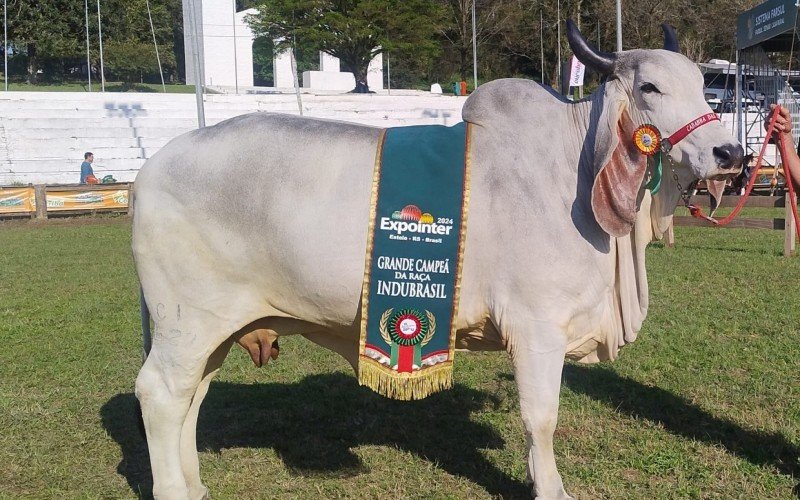 Vaca da raça Indubrasil representa Cabanha das Hortências