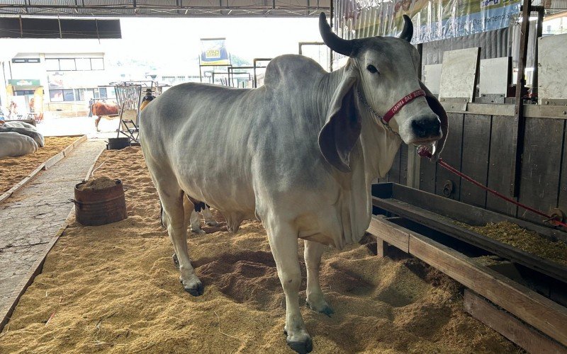 Cabanha de Gramado conquista feito inédito com vaca na raça Indubrasil