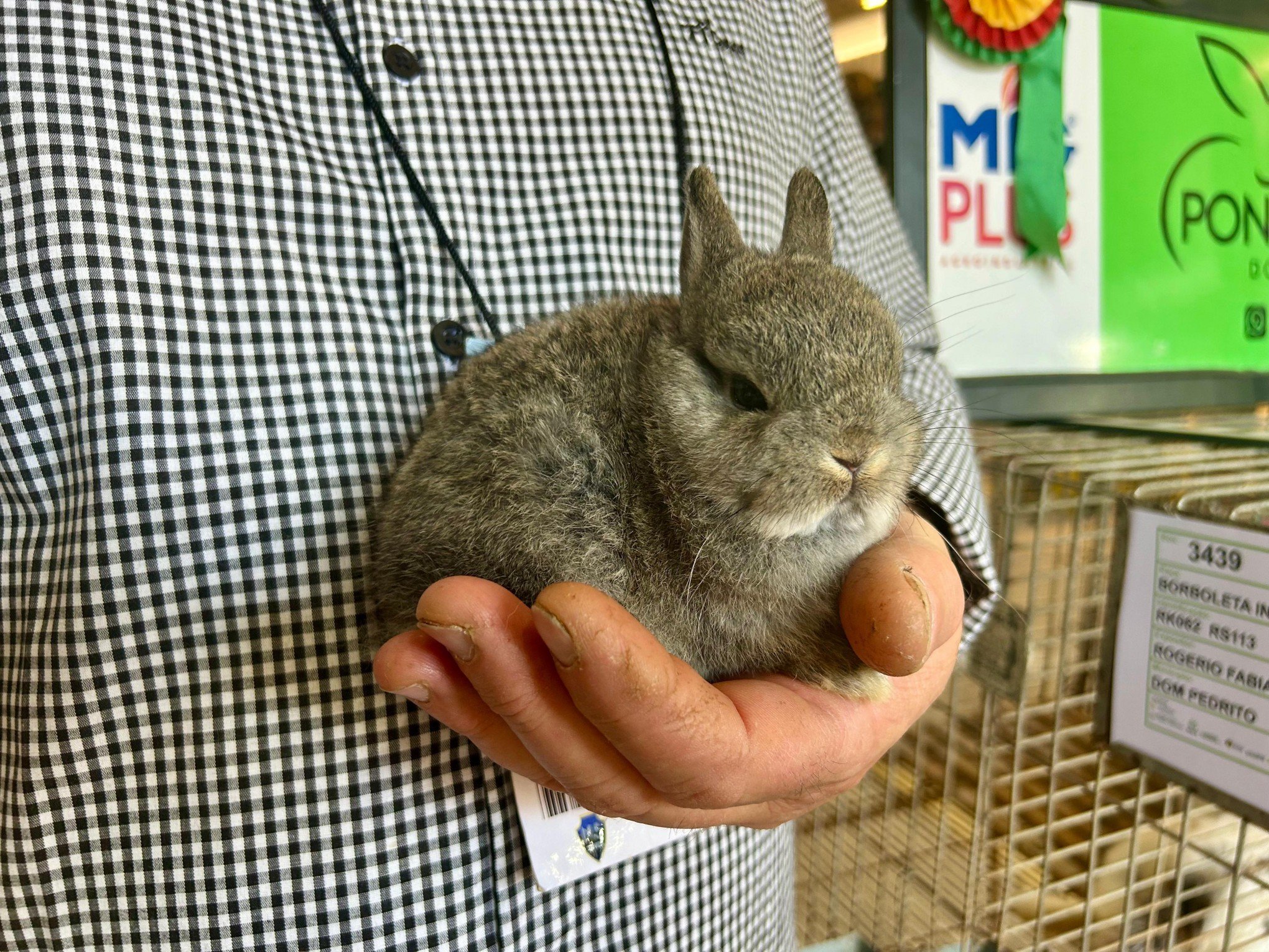 EXPOINTER: Pavilhão dos pequenos animais é atração para crianças no Parque Assis Brasil