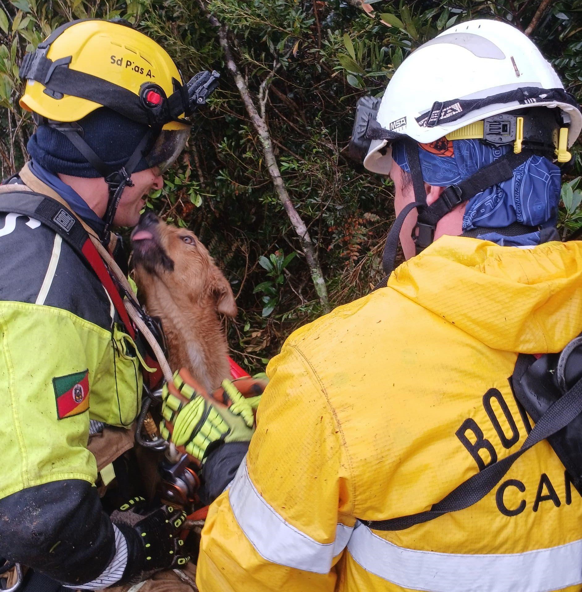 Como foi o resgate de cão caramelo em cânion de Cambará do Sul; veja o nome que ele ganhou